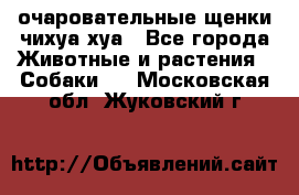 очаровательные щенки чихуа-хуа - Все города Животные и растения » Собаки   . Московская обл.,Жуковский г.